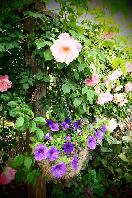 Rose garden of Kanbee Fujisawa