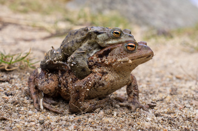 common toad pair 2