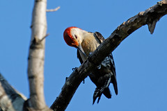 Red Bellied Woodpecker Family
