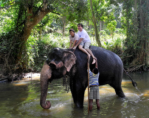 Mounting the Elephant