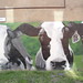 Urban Cows