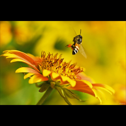 Con ong đã tỏ đường đi lối về... by -clicking-