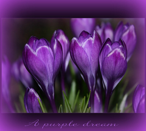 A purple dream