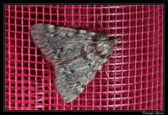 Lepidoptera/Pyralidae