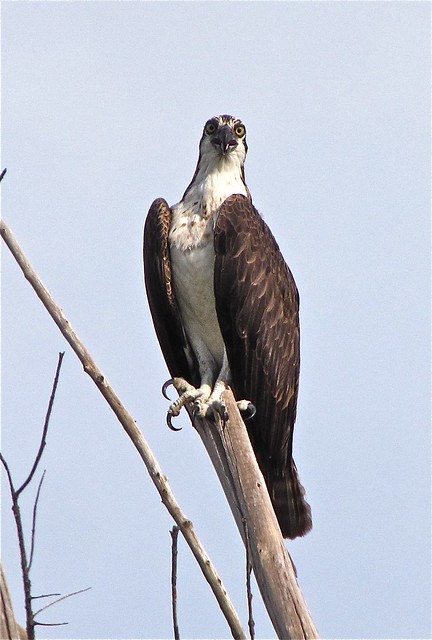 Osprey at Fort DeSoto in Pinellas County, FL 16