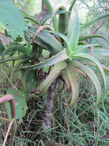 Aloe sp. Muidumbe B - plant by tonrulkens