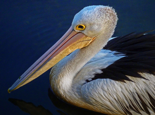 Australian Pelican (adult)
