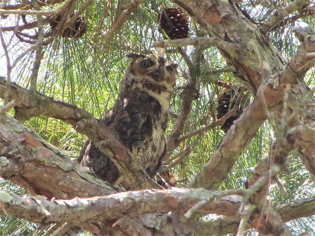 Great Horned Owl at Honeymoon Island State Park in Pinellas County, FL 11