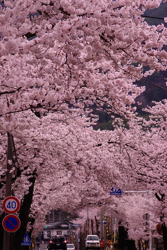 城前の桜 by kazu.n