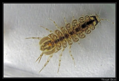 Isopoda/Asellidae