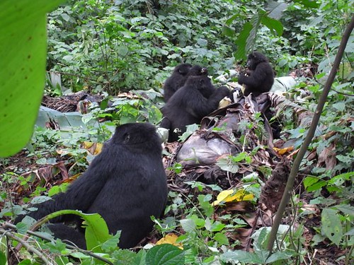 Mountain gorillas eat a banana plant Mike Dillon credit by LastOfTheGreatApes