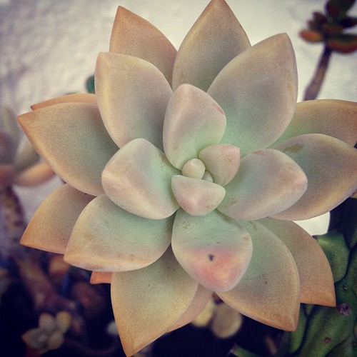 This #succulent #plant is in my backyard.