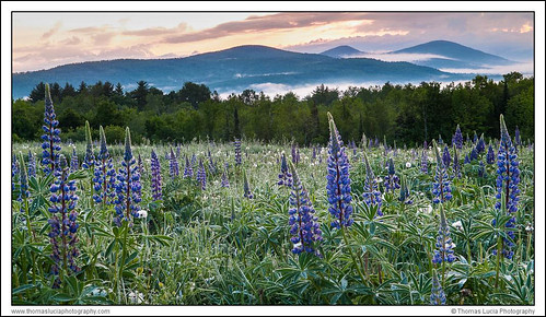 Lupins at Sunrise by tlucia