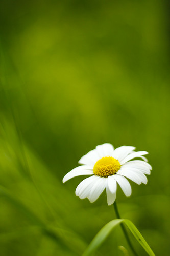 無料写真素材|花・植物|ヒナギク・デイジー