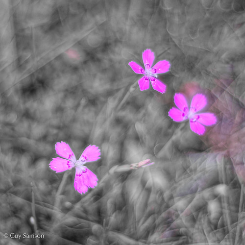 Rose / Pink by guysamsonphoto
