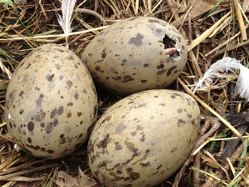 Hatching gull chicks