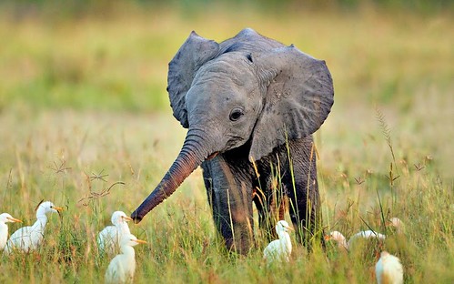 elefante bebe