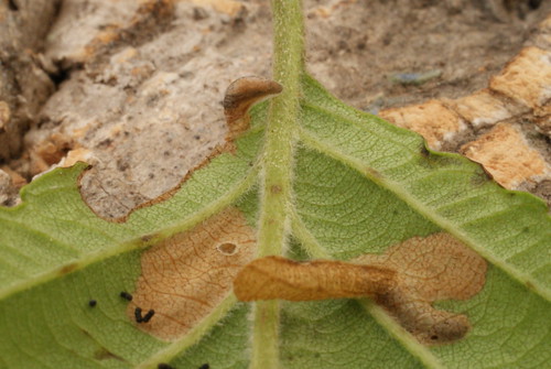 Coleophora serratella - overwinter and spring cases
