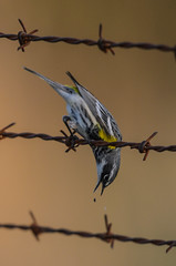 Yellow-rumped Warbler-6413.jpg by Mully410 * Images