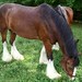 Clydesdales Grazing 8