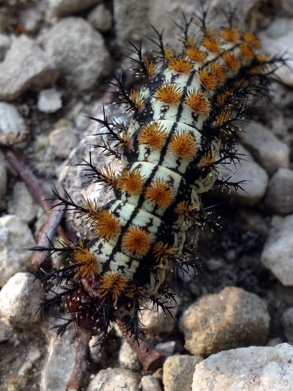 Buck Moth caterpillar