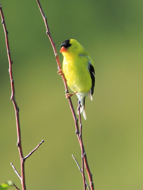 American Goldfinch 20120510