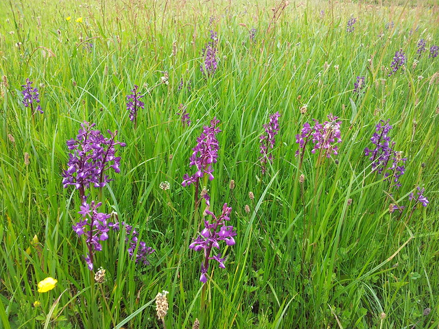 loose-flowered orchids