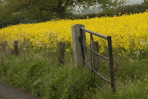 Farm fence & gate, Shropshire