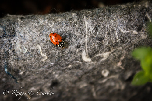 Ladybug on root pouch