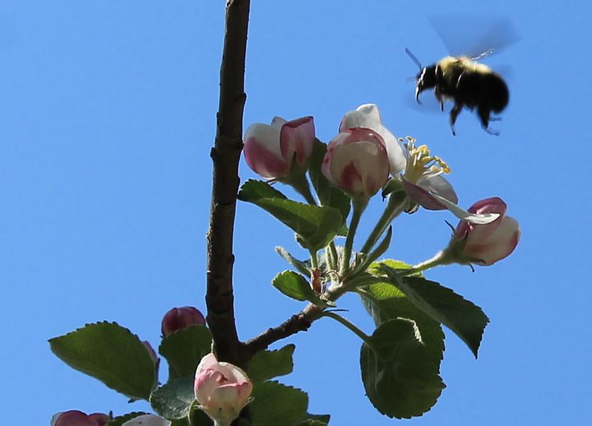 Bombus centralis hovering above apple tree