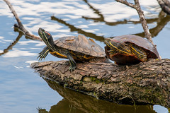 Turtles at stockers lake