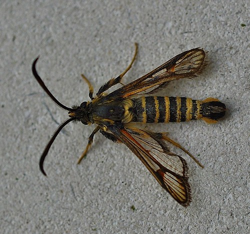 382 Six-belted Clearwing Bembecia ichneumoniformis by Kinzler Pegwell