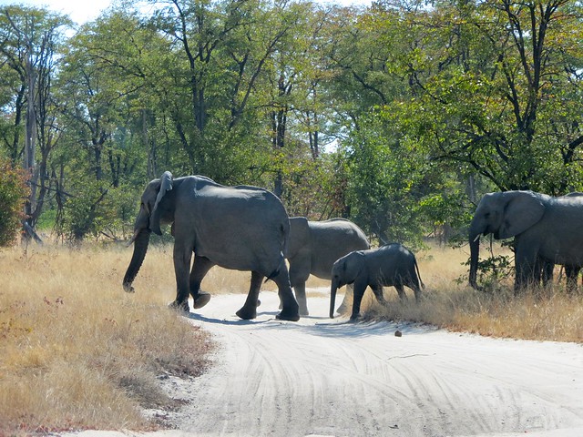 elephants in moremi bush in botswana