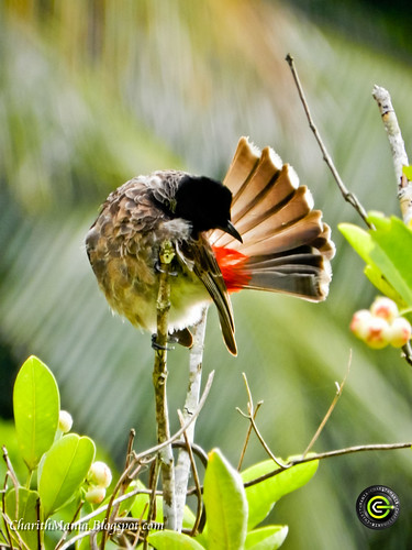 Red Vented Bulbul by CharithMania