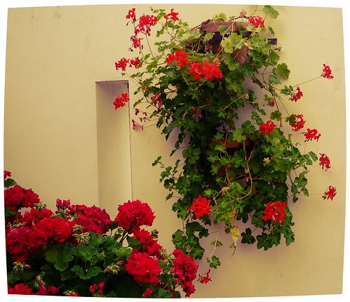 The Hanging Baskets