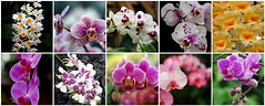 Orchideeënhoeve Luttelgeest