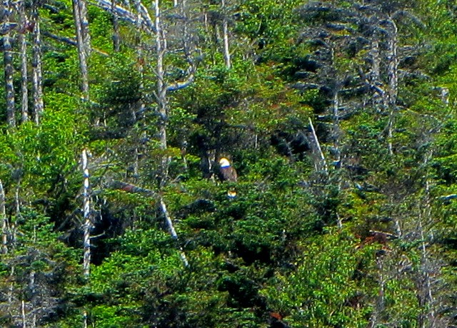 Bald Eagle on Bonne Bay