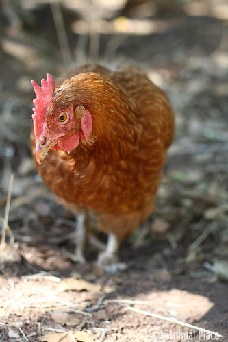 Sunny the 1-legged hen