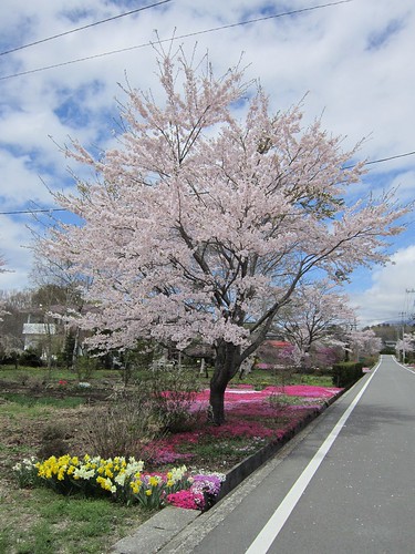 小渕沢住宅街の桜 by Poran111