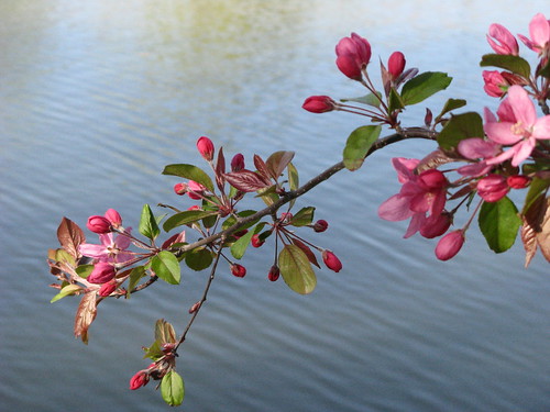 Blossoms And The Water