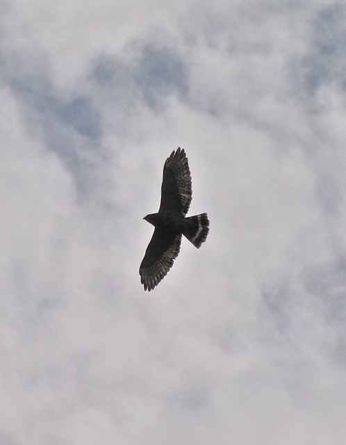 Broad-winged Hawk at Ewing Park 02