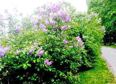 Roadside Lilacs (Posterized) by randubnick