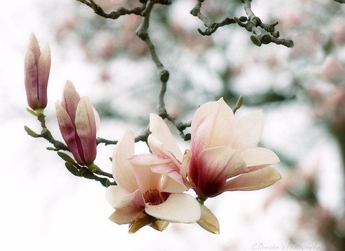 Rainy Day Magnolias by C.Duncan's Photography