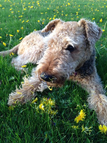 My daughter's airedale pretending to be a lawn service!
