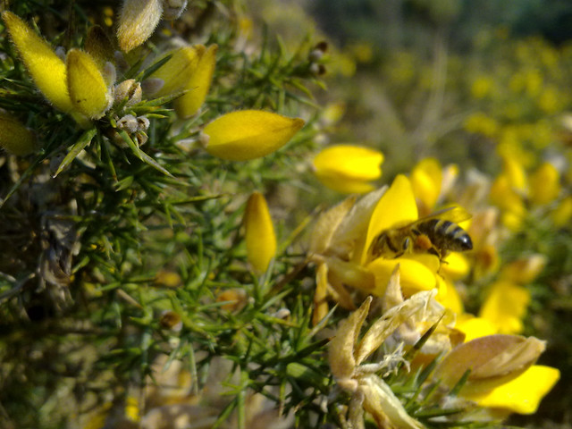 2012_03_14_Bees_Gorse