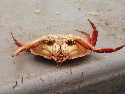 upside down crab face
