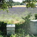 Lavender Honey being prepared