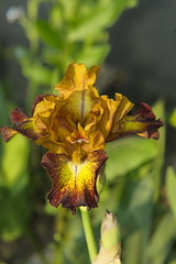 Lilien - Asparageles Liliaceae