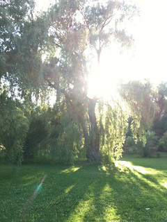 Sun setting at the Arboretum
