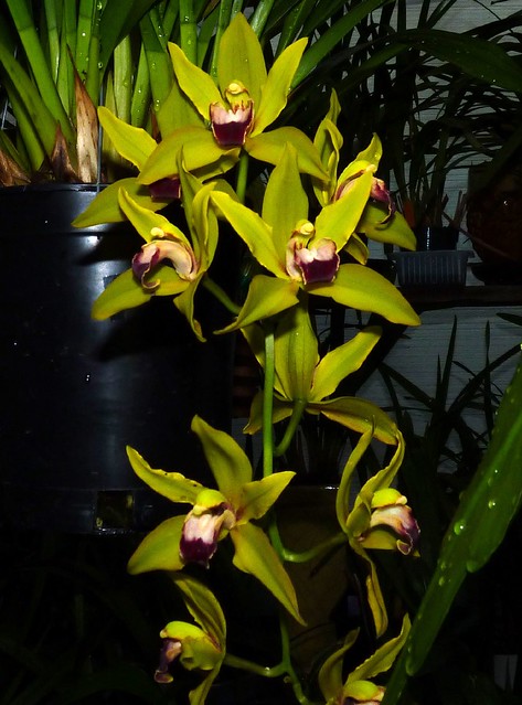 1st bloom of Cymbidium Kalimpong 'Isis' hybrid orchid 5-12*